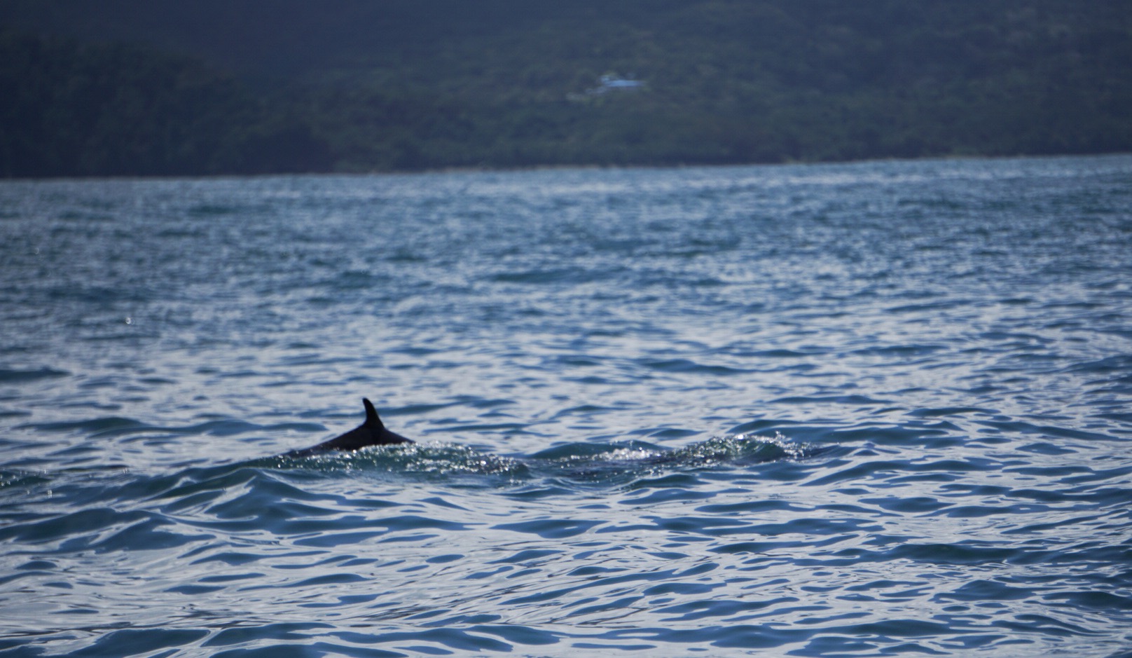 delfinflosse gefleckter delfin pazifik costa rica