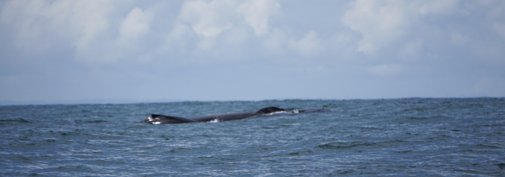 buckelwal mama mit baby costa rica